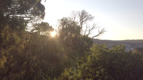 4k-drone-footage-of-trees-in-the-forest