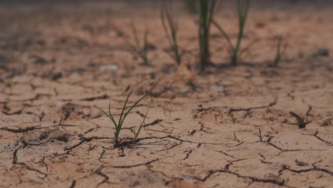 Vista-Del-Estanque-Seco-Y-Agrietado-Con-Plantas-De-Hierba-En-El-Fondo