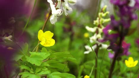 yellow wood anemone blooming between pink and white corydalis cava flowers