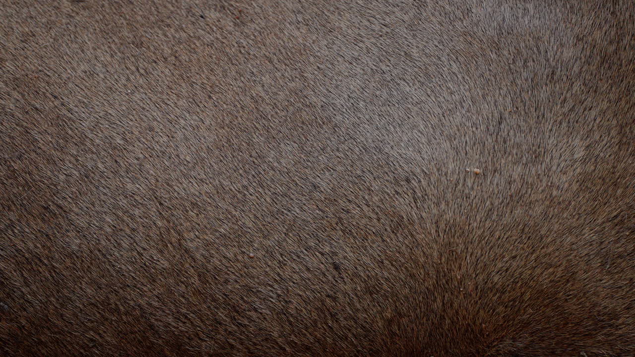 Close-up view of animal hide