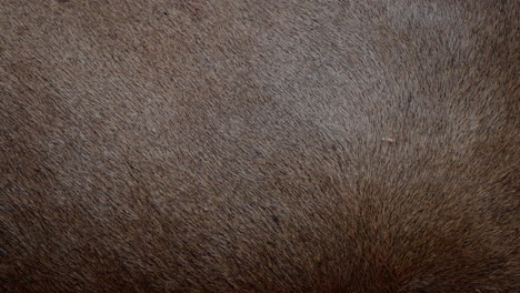 close-up view of animal hide