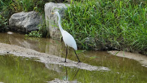 el elegante pájaro gran garza oriental caminando por los humedales de corea del sur