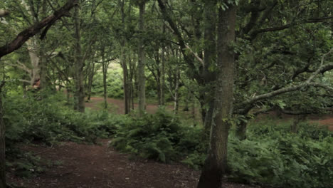 las colinas de surrey están rodeadas por un denso bosque que alberga una gran cantidad de árboles