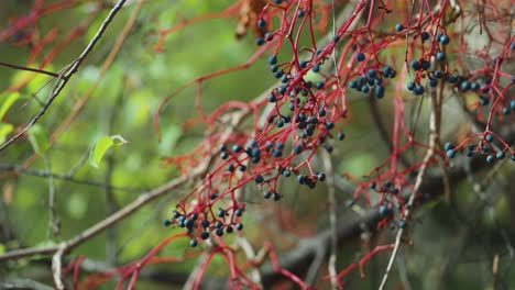 dark blue berries of the five-leaved ivy cling to the bright red branches