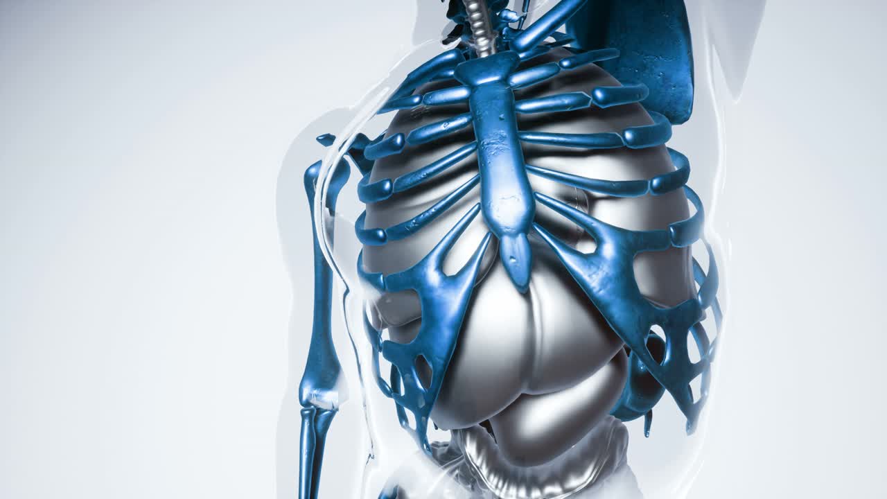 장기를 가진 인간 골격  ⁇  모델