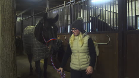 female stablehand leads black horse from indoor stable stall