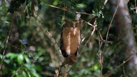 Mirando-Hacia-Atrás-Y-Luego-Gira-La-Cabeza-Hacia-El-Frente-Mostrando-Sus-Hermosos-Ojos-Amarillos,-Lechuza-Pez-Búho-Ketupa-Ketupu,-Tailandia