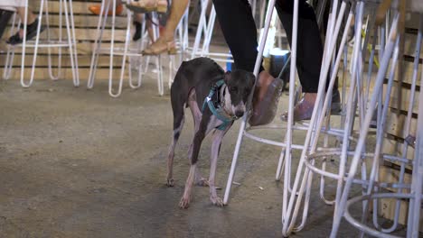 两色灰色猎犬靠在金属酒吧座位上