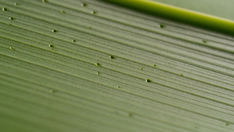 close-up of green leaf with water droplets