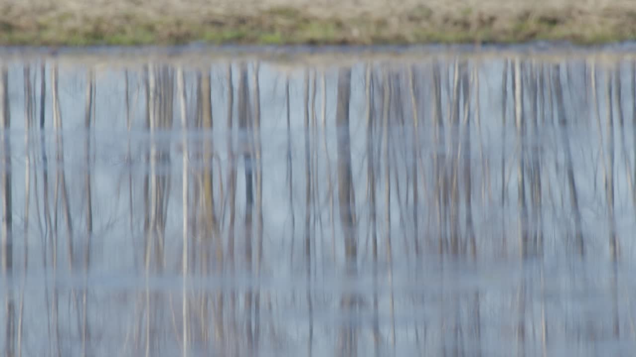 평온 한 물 웅이 에 있는 나무 의 흐릿 한 반사