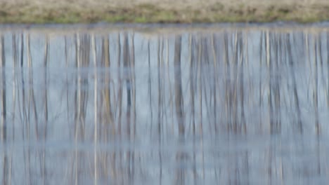 Blurred tree reflection in calm water puddle