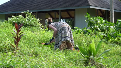 A-woman-sickles-around-plants-in-a-jungle-garden