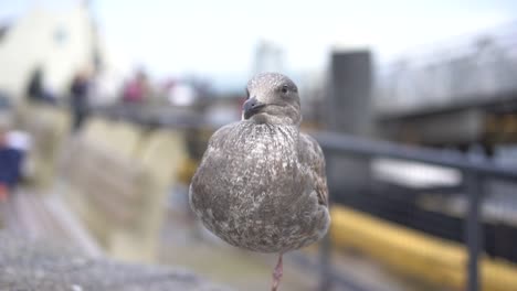 large-seagull-perched-on-rock