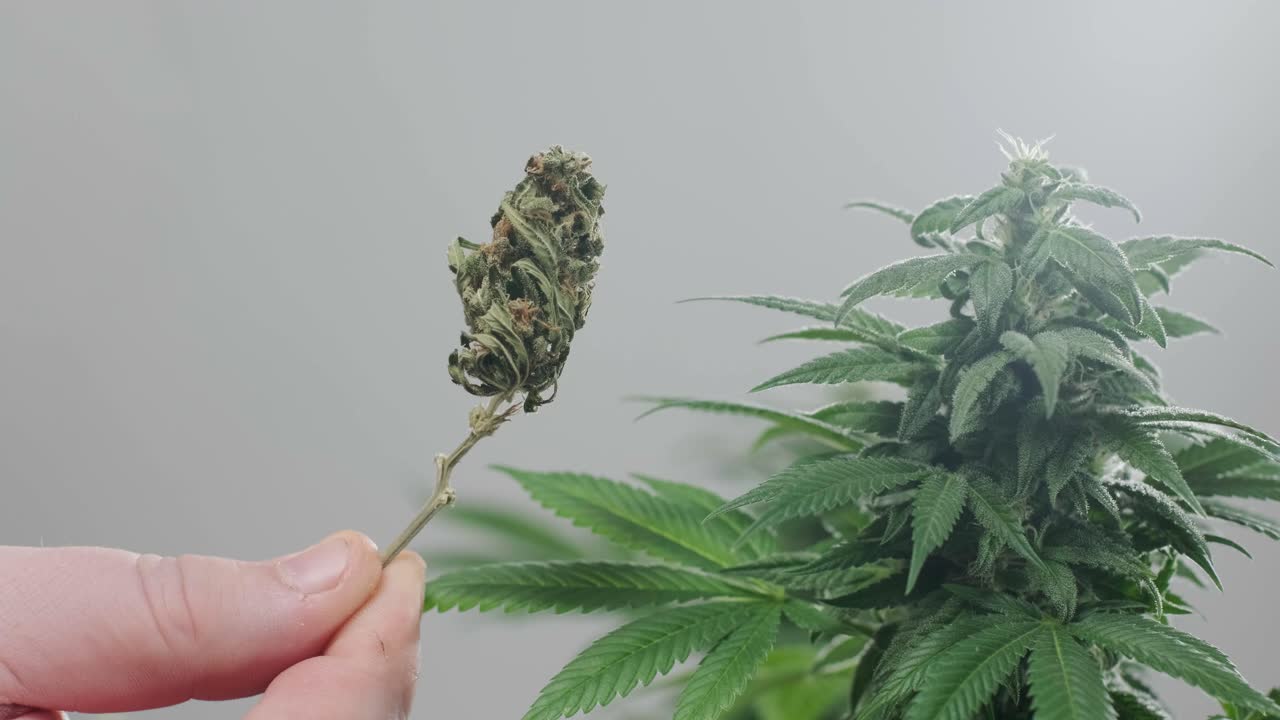 건조한 cbd 대마초 의 클로즈업, 대마초 potheads 어