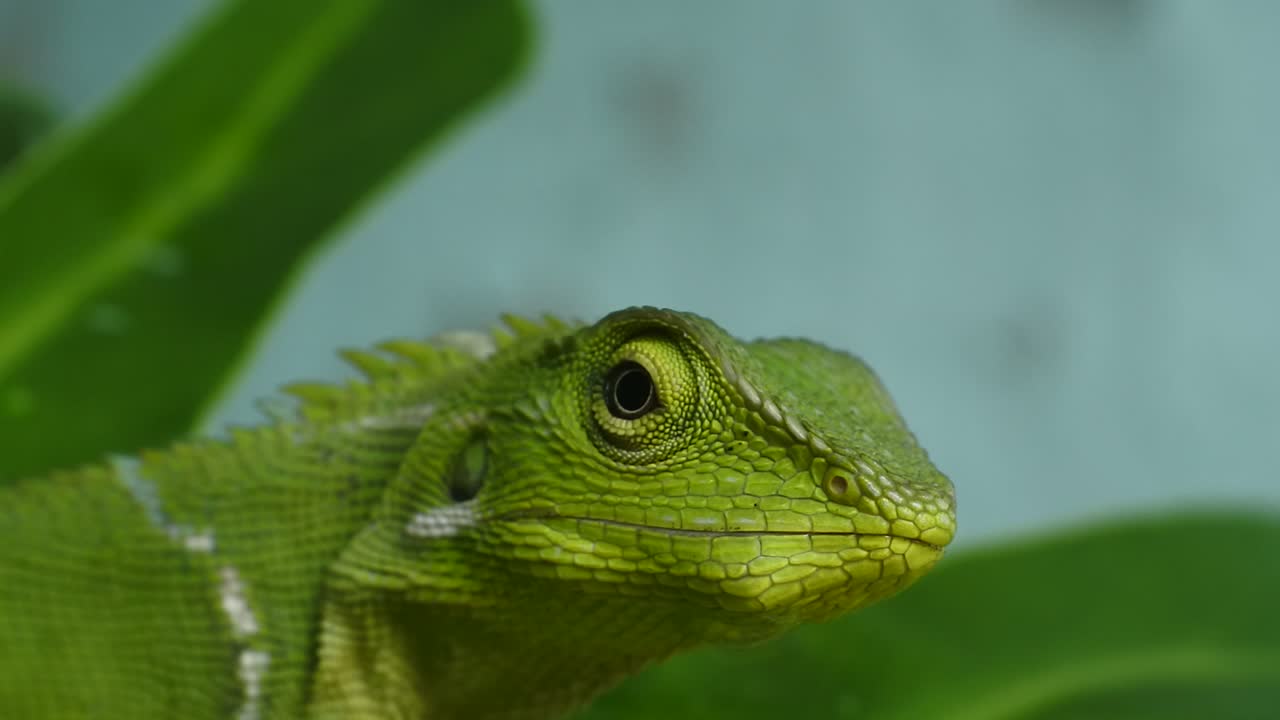голова зеленого хамелеона hd видео. крупный план хамелеона