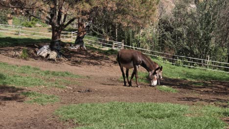 cute mom and baby donkey share sloping sunny green corral