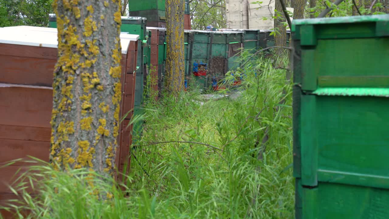 Row of beehives in forest clearing, bees producing canola and acacia honey.