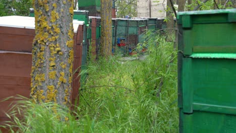 row of beehives in forest clearing, bees producing canola and acacia honey.