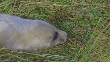 Temporada-De-Cría-De-Focas-Grises-Del-Atlántico:-Adorables-Recién-Nacidos-Con-Pelaje-Blanco,-Madres-Alimentándolas-Y-Tomando-El-Cálido-Sol-De-Noviembre.