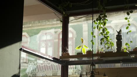 indoor plants hanging from shelf in cafe window