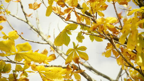 Hermosas-Hojas-De-Otoño-Amarillas-Doradas-En-El-Viento-Con-Cielo-Azul-Y-Nubes-En-El-Fondo-El-Día-De-Otoño-1