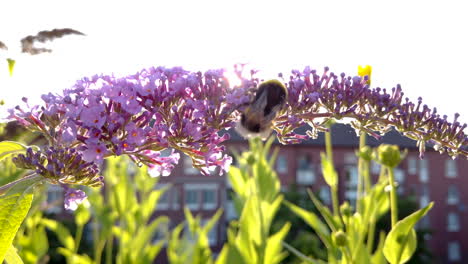 a buff-tailed bumblebee