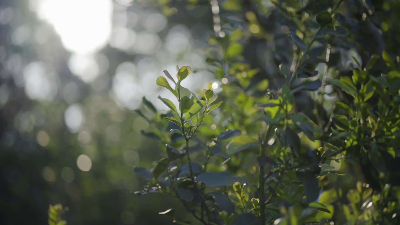 Shallow Depth of Field Pan of Sunlit Leaves of tea with Lens Flare