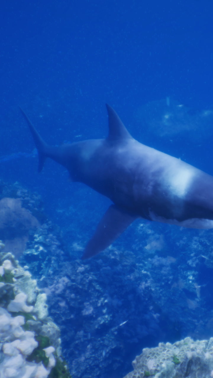 Shark swims near coral reef in clear blue ocean water