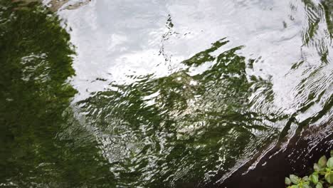 zoom out revealing aquatic plants swaying under water with sky and light reflections on the surface