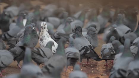 thousands of pigeons crowd around the grounds of a buddhist temple in nepal 1