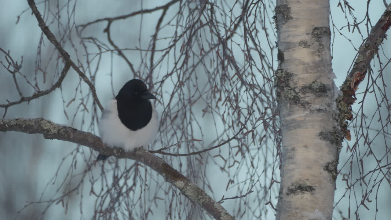 나뭇가지에 앉아 있는 유라시아 까치 새, 추운 겨울날, 클로즈업, 정적