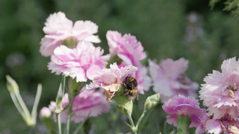 Close-up-video-of-a-Honey-Bumble-bee-collecting-pollen-from-pink-and-purple-Carnation-flowers,-on-a-sunny-summers-day