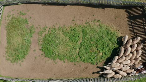 Aerial-shot-rising-up-above-a-small-corral-of-sheep-on-a-bright-day