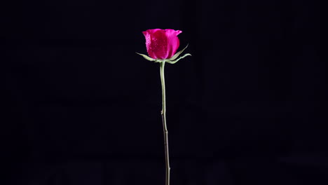 rotating pink rose flower with wet petals and leaves