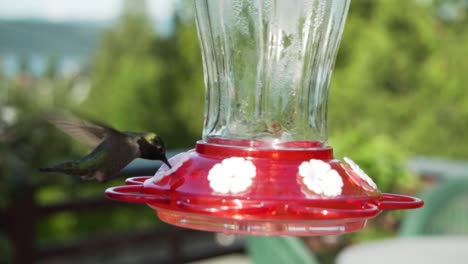 hummingbird eats from garden feeder with green background, close up shot