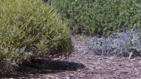 Male-California-Quail-running-behind-bushes-in-slow-motion