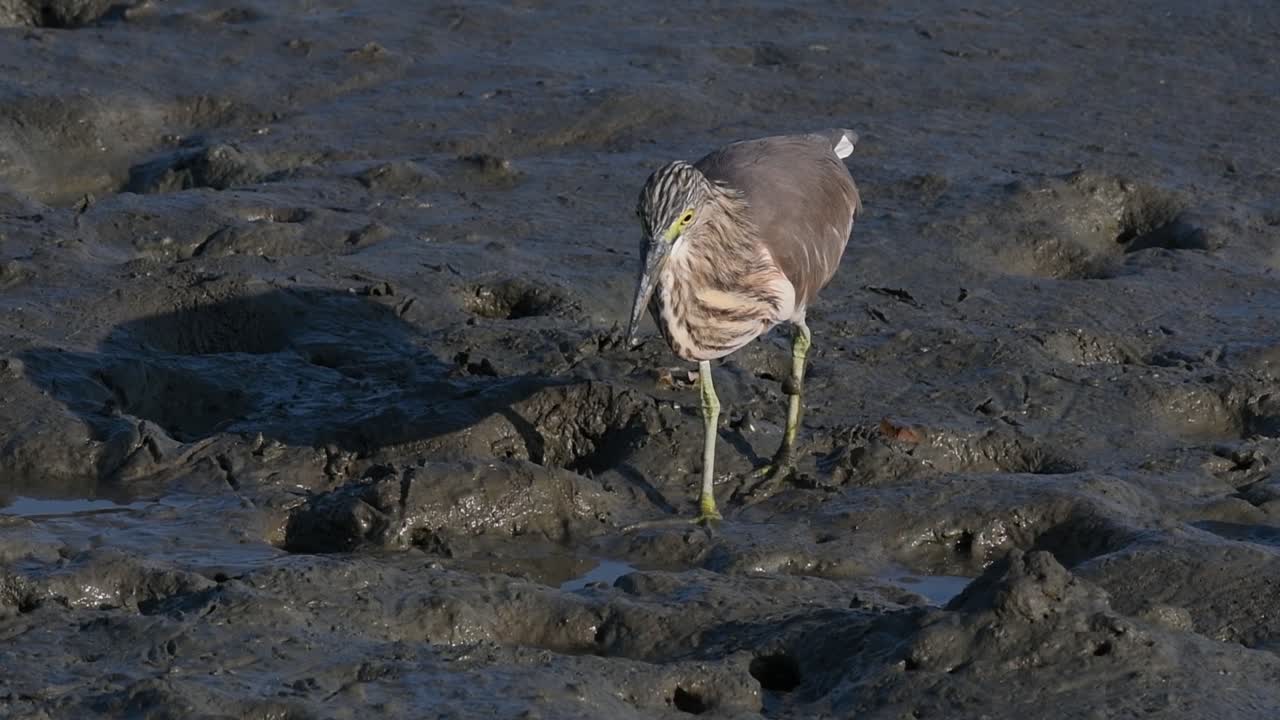 una de las garzas de estanque encontradas en tailandia que muestran diferentes plumajes según la temporada