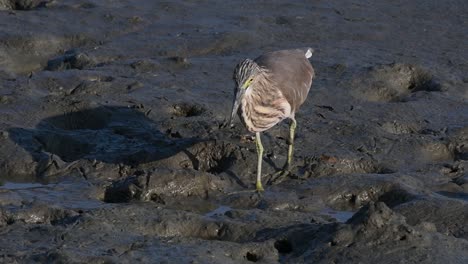 One-of-the-Pond-Herons-found-in-Thailand-which-display-different-plumages-according-to-season