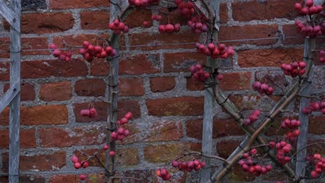 small red and ripe crab apple tree and fruit on trellis against a beautiful brick wall in secret english countryside garden