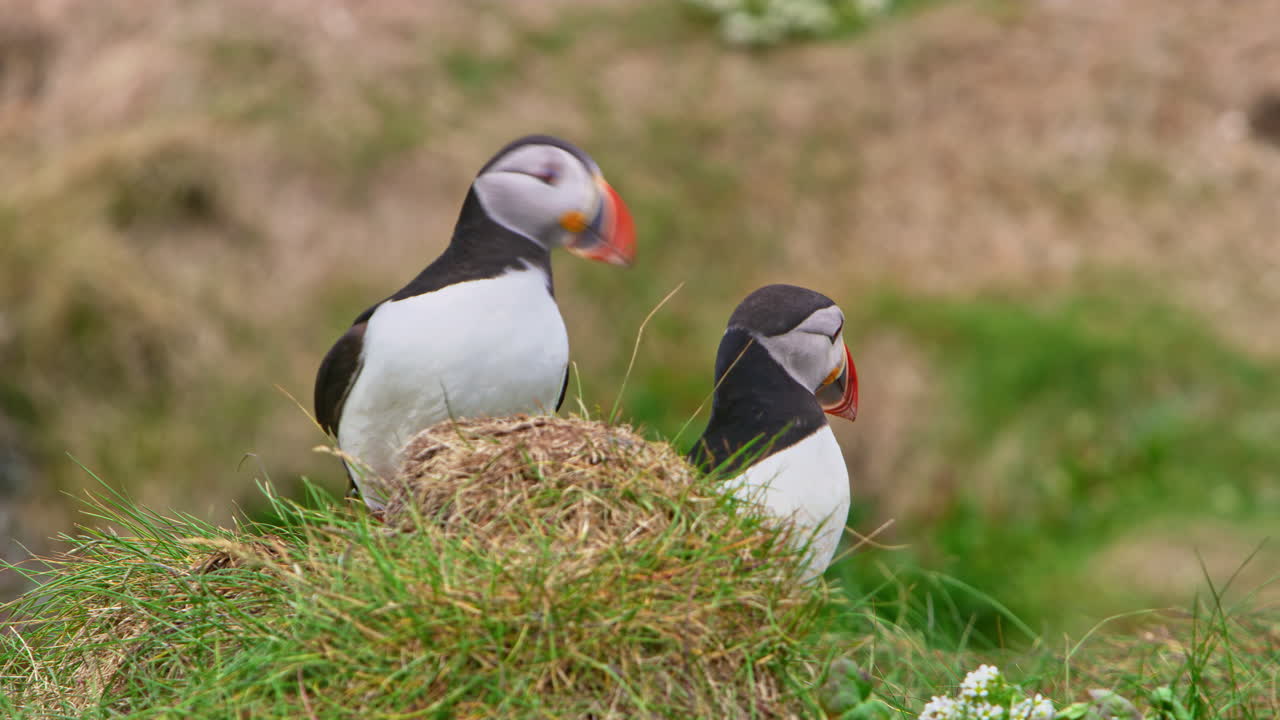Close up of two Atlantic puffins (Fratercula arctica) curiously peeking from behind a grassy hill on Hornøya Island, Vardø, Finnmark, northern Norway, capturing arctic wildlife in natural habitat