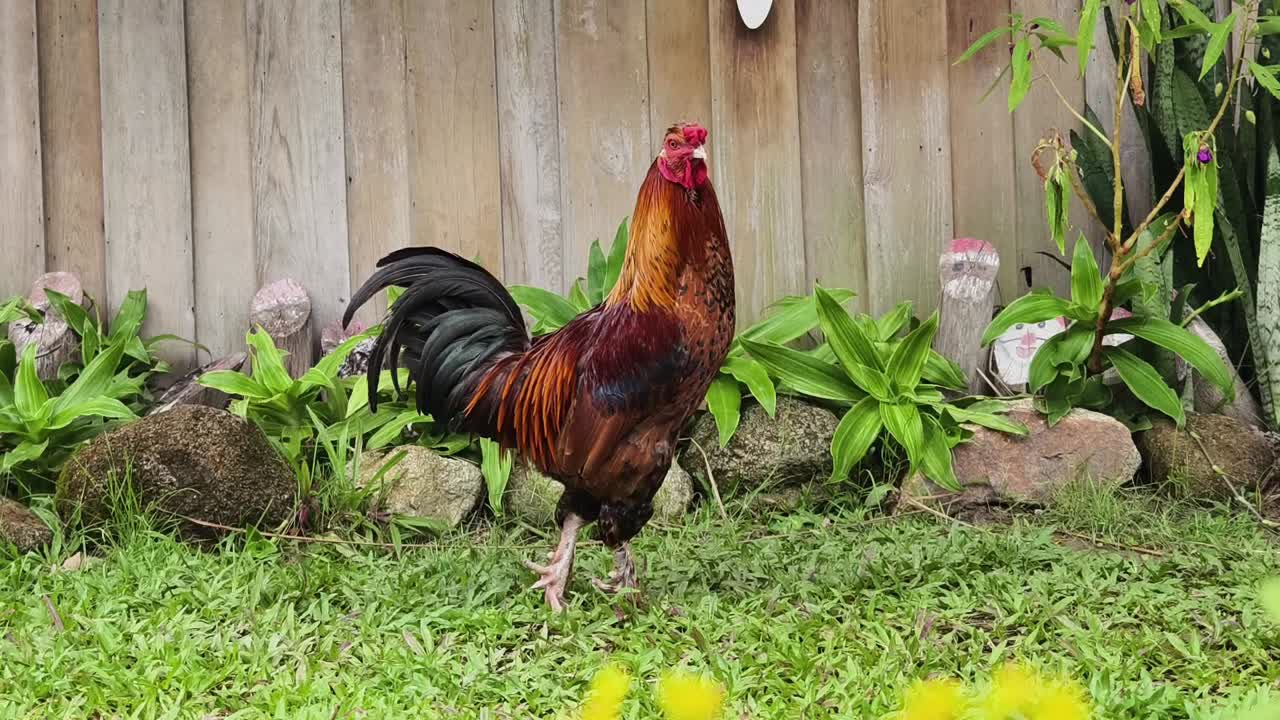 gallo en un jardín