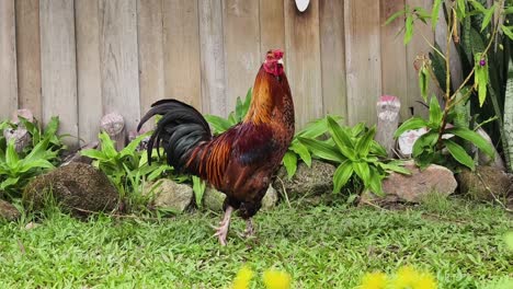 rooster in a garden