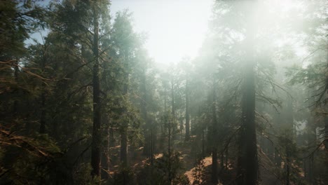 Sequoia-National-Park-under-the-fog-mist-clouds