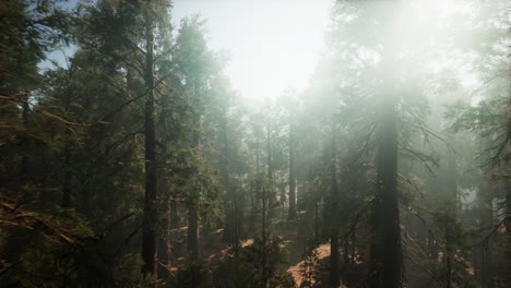 parque nacional de sequoia bajo las nubes de niebla de niebla