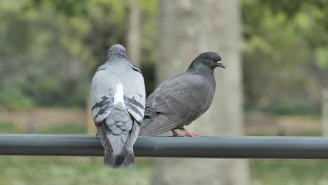 pigeons on a railing in a park montpellier blurry background