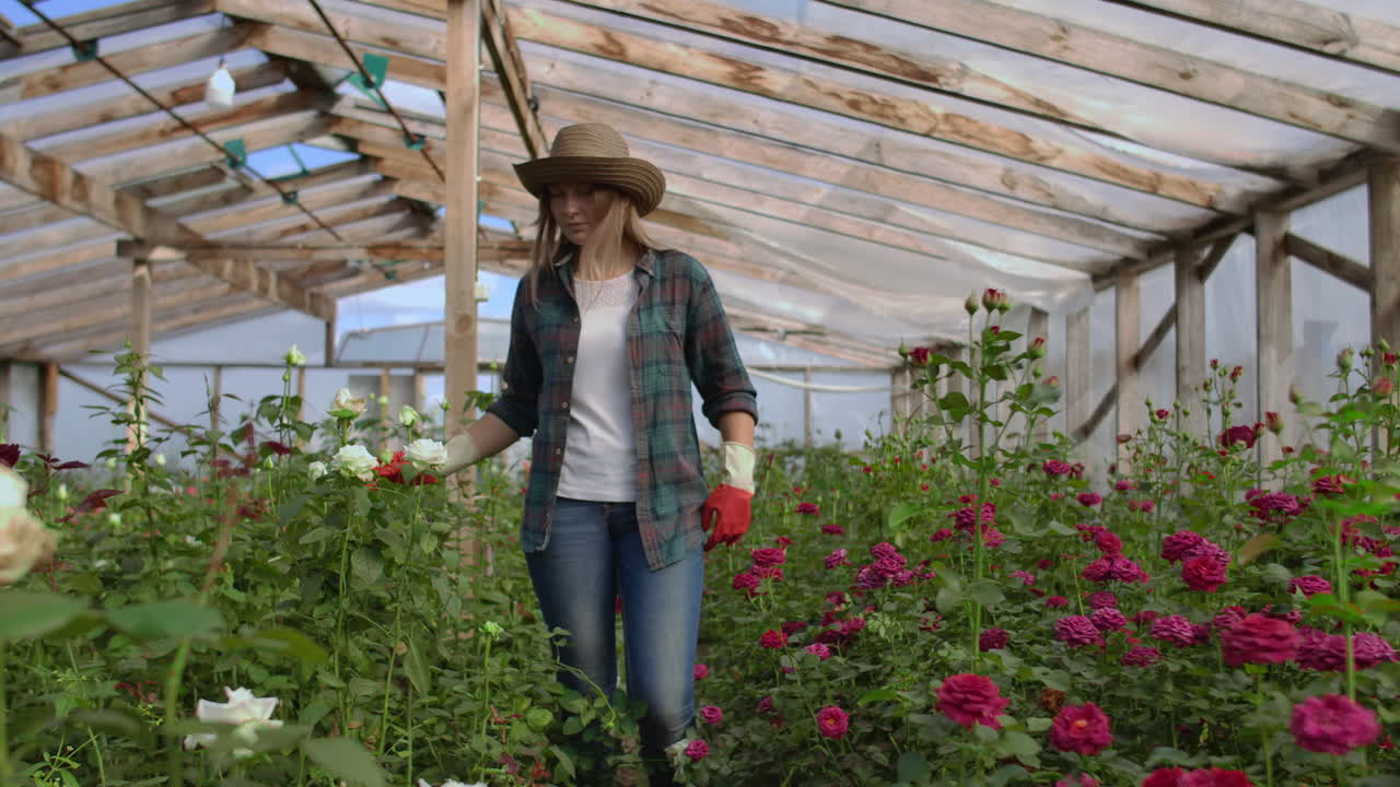 A female gardener is walking in a gloved greenhouse watching and controlling roses grown for her small business. Florist girl walks on a greenhouse and touches flowers with her hands