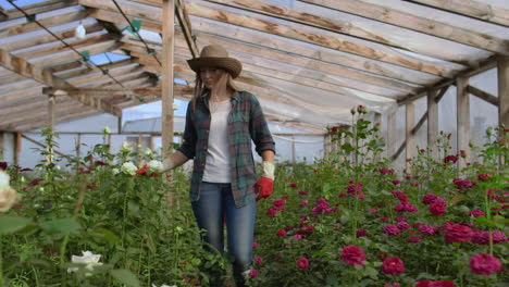 Una-Jardinera-Camina-En-Un-Invernadero-Enguantado-Observando-Y-Controlando-Las-Rosas-Cultivadas-Para-Su-Pequeña-Empresa.-Una-Florista-Camina-Sobre-Un-Invernadero-Y-Toca-Flores-Con-Las-Manos