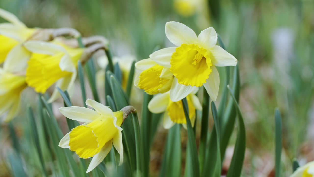 Stabilized tight shot of a clump of daffodil flowers