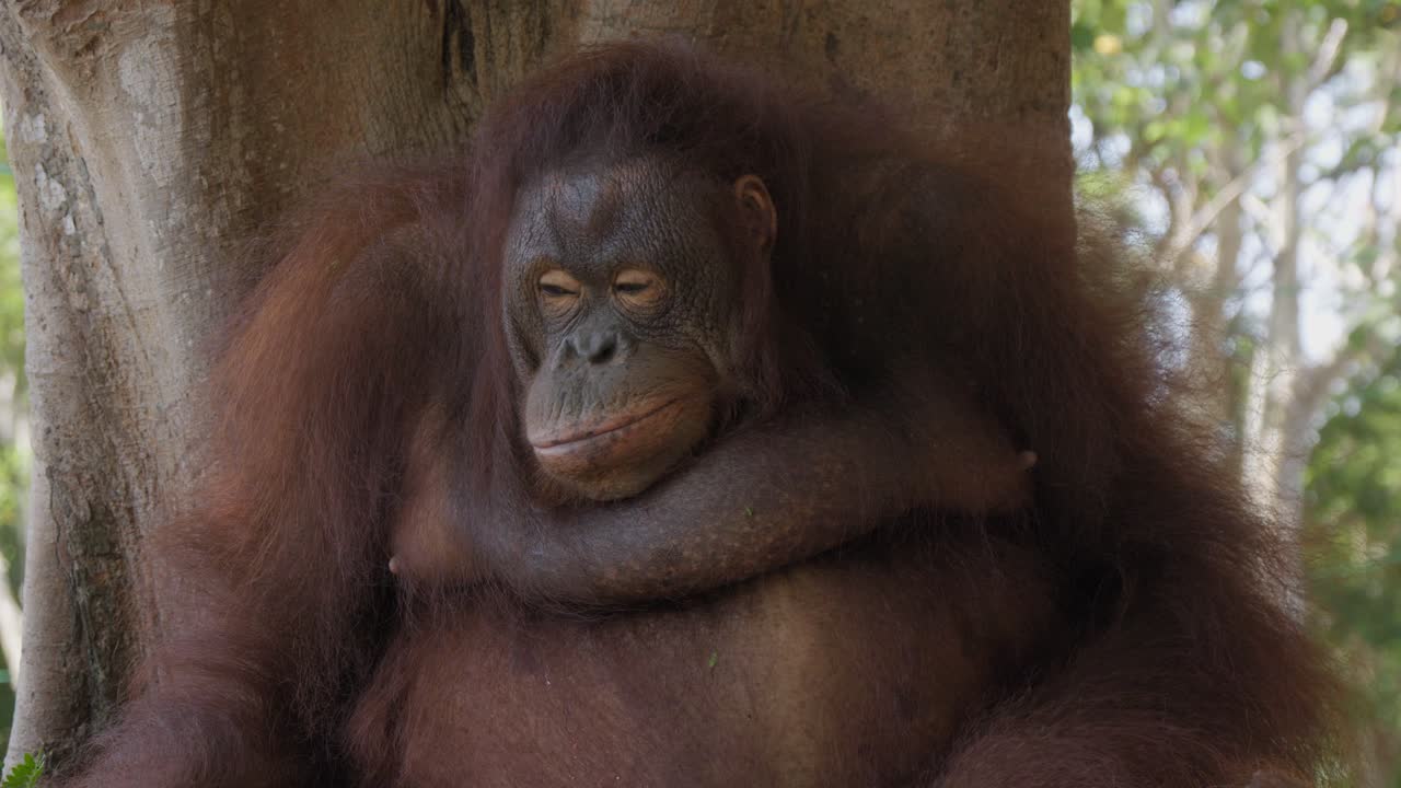 retrato de un orangután apoyado en un árbol. primer plano