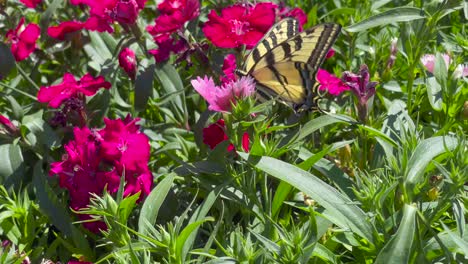 a large swallowtail butterfly sucks nectar from flowers through its long proboscis